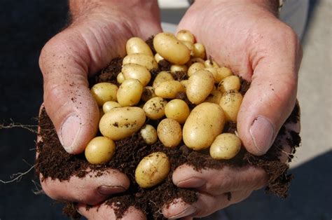saksıda patates üretimi